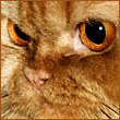 nala_star