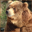 RUSSKII